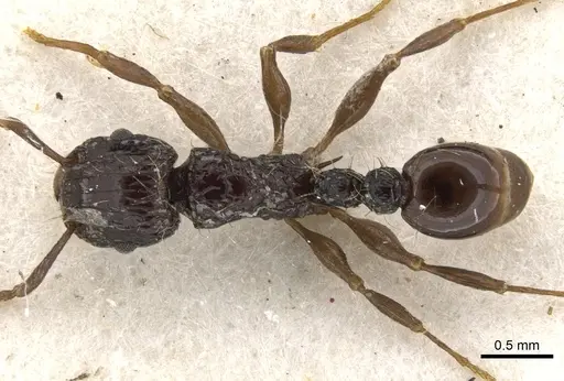 Tetramorium validiusculum - CASENT0901080