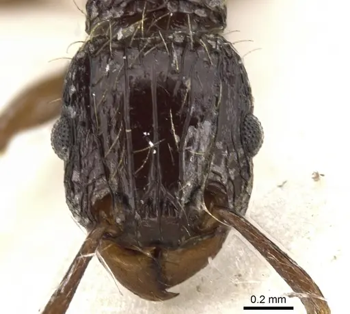 Tetramorium validiusculum - CASENT0901080