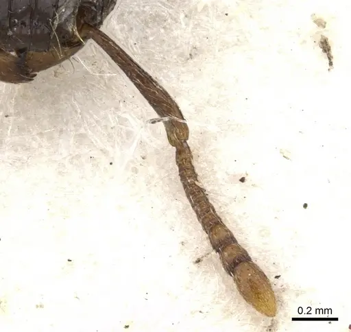 Tetramorium validiusculum - CASENT0901080
