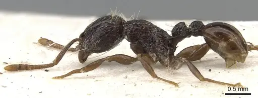 Tetramorium validiusculum - CASENT0901080