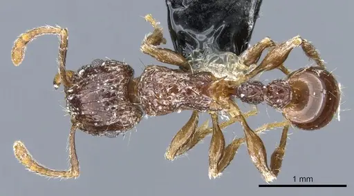 Tetramorium validiusculum - CASENT0904849