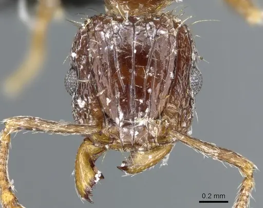 Tetramorium validiusculum - CASENT0904849