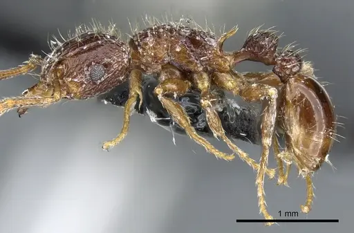 Tetramorium validiusculum - CASENT0904849
