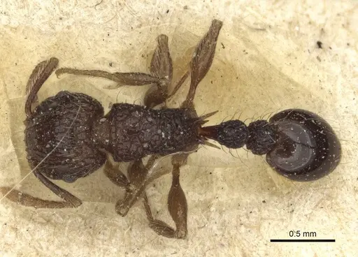 Tetramorium validiusculum - CASENT0916590