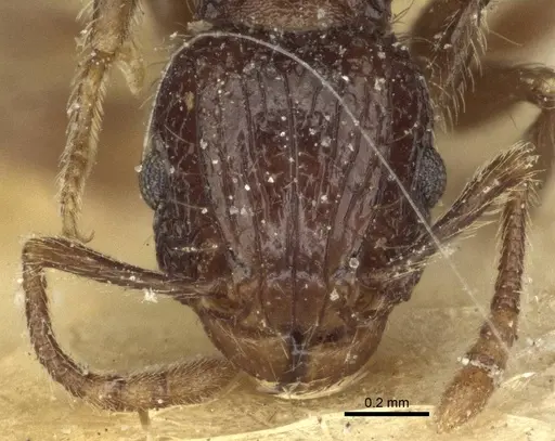 Tetramorium validiusculum - CASENT0916590