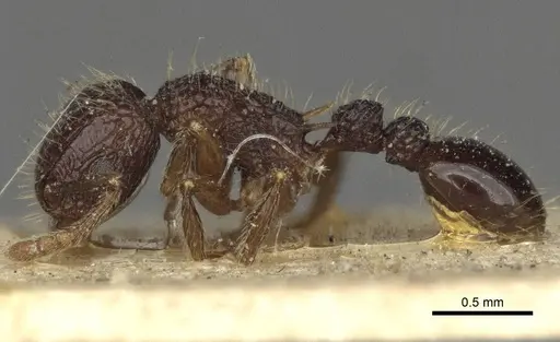 Tetramorium validiusculum - CASENT0916590