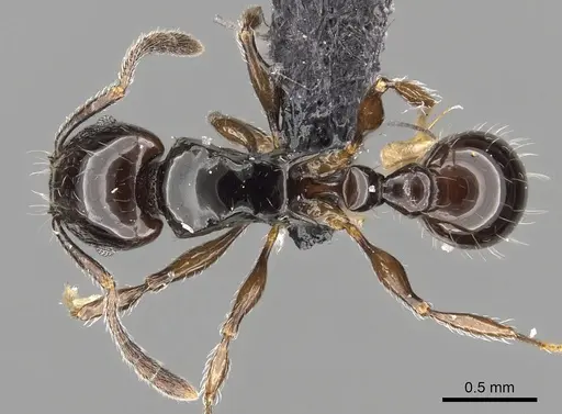 Tetramorium valky specimen