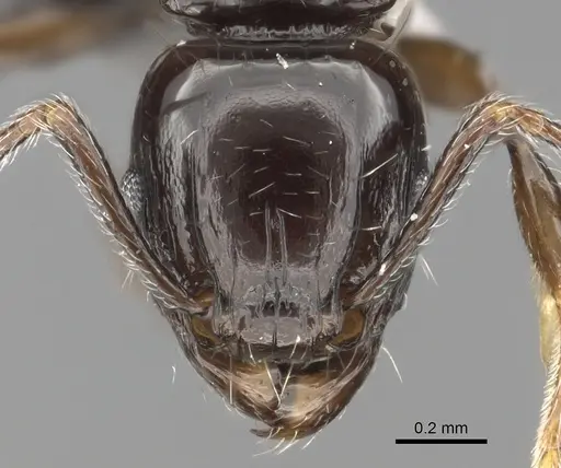 Tetramorium valky specimen