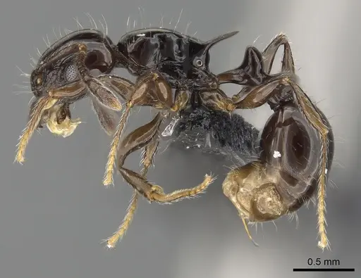 Tetramorium valky specimen