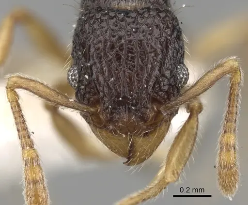 Tetramorium vandalum specimen