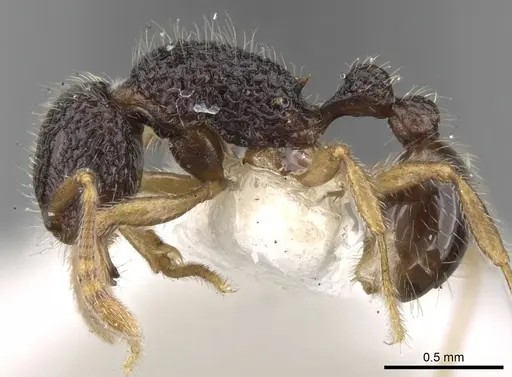 Tetramorium vandalum specimen