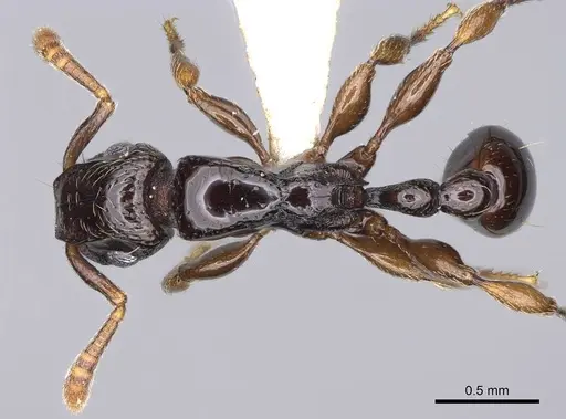 Tetramorium venator specimen