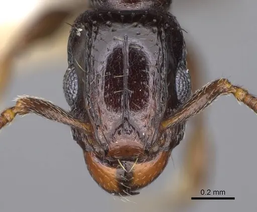 Tetramorium venator specimen