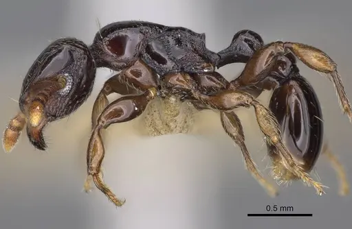 Tetramorium venator specimen