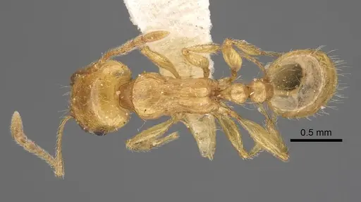 Tetramorium vernicosum specimen