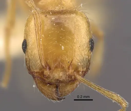 Tetramorium vernicosum specimen
