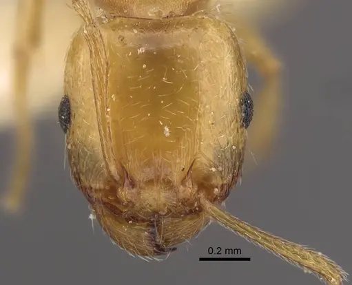 Tetramorium vernicosum specimen