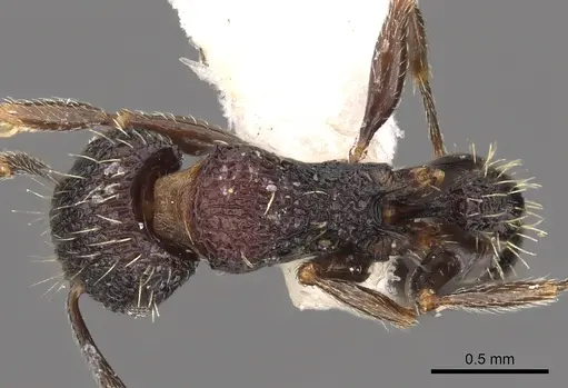 Tetramorium versiculum specimen