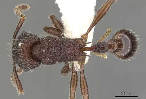Tetramorium vertigum specimen