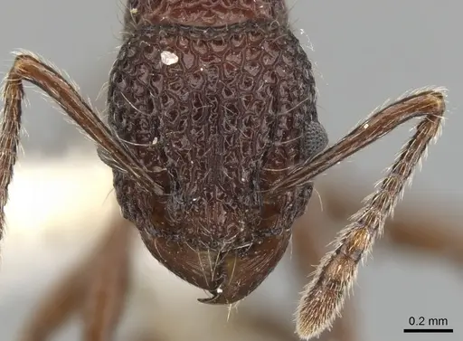Tetramorium vertigum specimen
