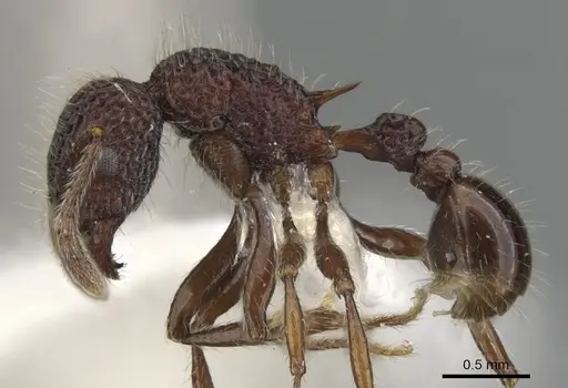 Tetramorium vertigum specimen