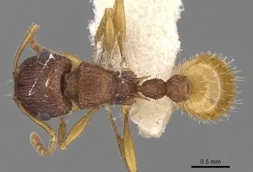 Tetramorium viehmeyeri specimen