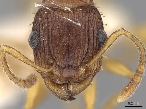 Tetramorium viehmeyeri specimen