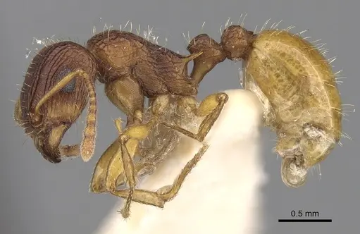 Tetramorium viehmeyeri specimen