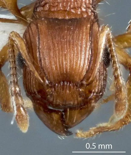 Tetramorium viehmeyeri - JDM32-004835