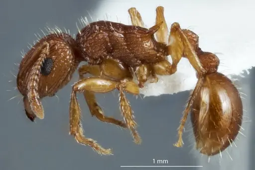 Tetramorium viehmeyeri - JDM32-004835