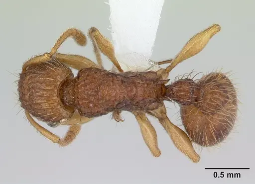Tetramorium viticola specimen