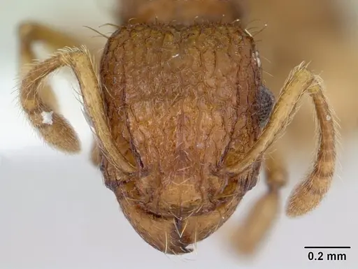 Tetramorium viticola specimen