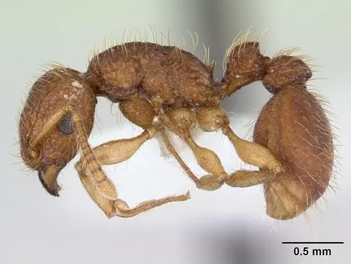Tetramorium viticola specimen