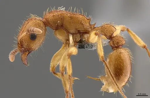 Tetramorium viticola - CASENT0297656