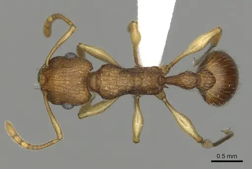 Tetramorium viticola - CASENT0316974