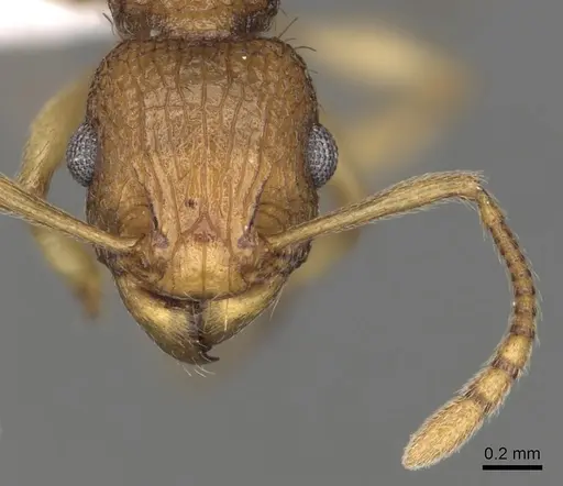 Tetramorium viticola - CASENT0316974