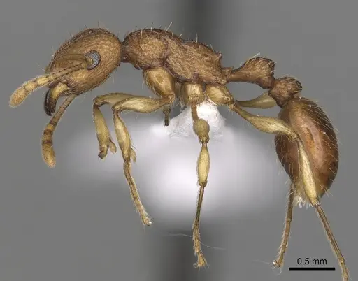 Tetramorium viticola - CASENT0316974
