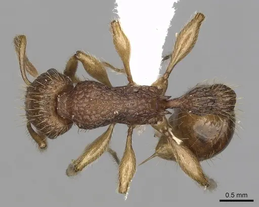Tetramorium viticola - CASENT0403806