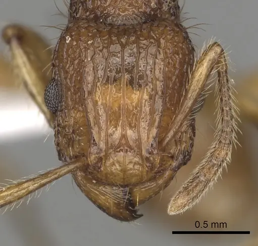 Tetramorium viticola - CASENT0403806