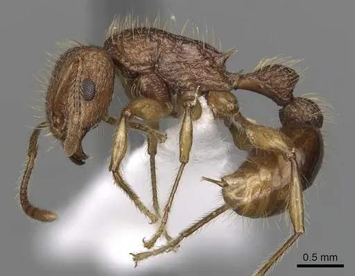 Tetramorium viticola - CASENT0403806