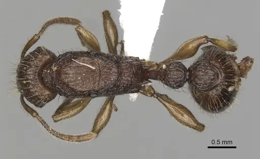 Tetramorium viticola - CASENT0403808