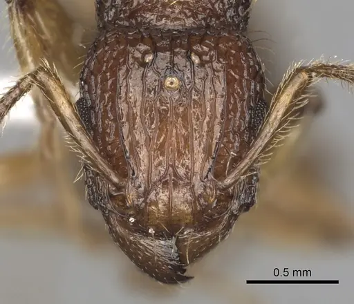Tetramorium viticola - CASENT0403808