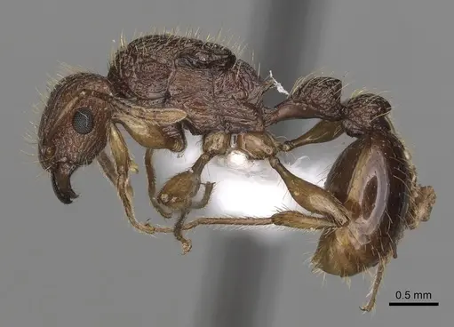 Tetramorium viticola - CASENT0403808