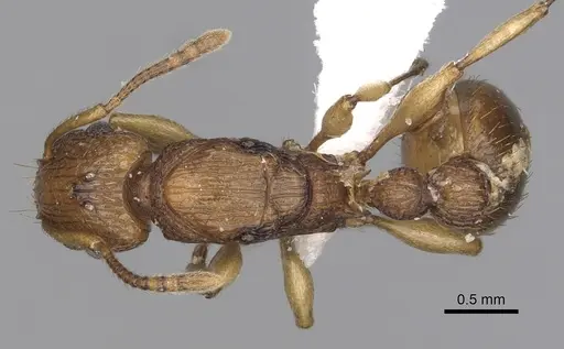 Tetramorium viticola - CASENT0404036