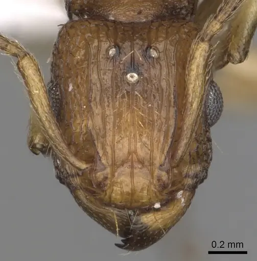 Tetramorium viticola - CASENT0404036