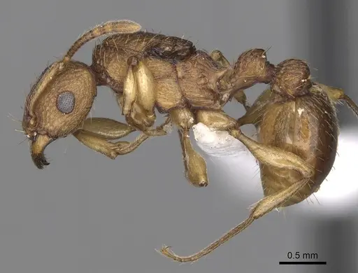 Tetramorium viticola - CASENT0404036