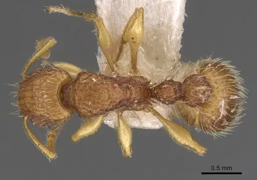 Tetramorium viticola - CASENT0901226
