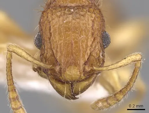 Tetramorium viticola - CASENT0901226