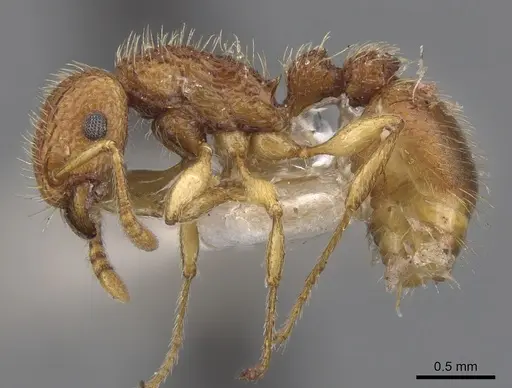 Tetramorium viticola - CASENT0901226