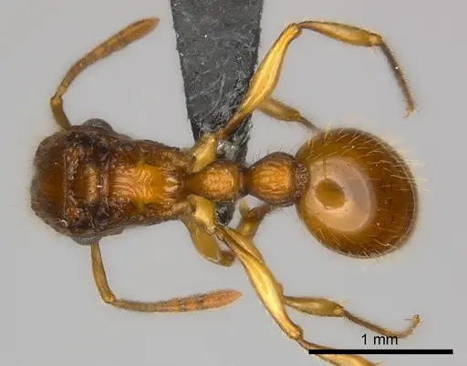 Tetramorium voasary specimen